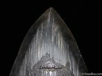 Killer Inch Megalodon Tooth With Stand #576-3